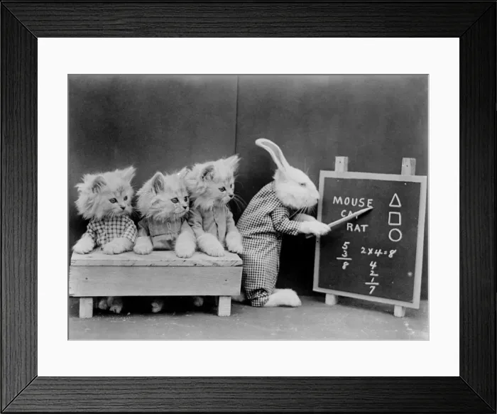Framed Print : Animal Classroom Framed Print : Animal Classroom