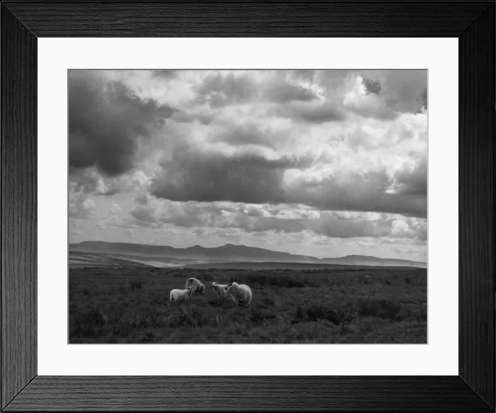 Framed Print : Sheep & Brecon Beacons Framed Print : Sheep & Brecon Beacons