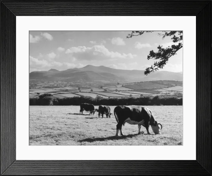 Framed Print : Cattle & Brecon Beacons Framed Print : Cattle & Brecon Beacons