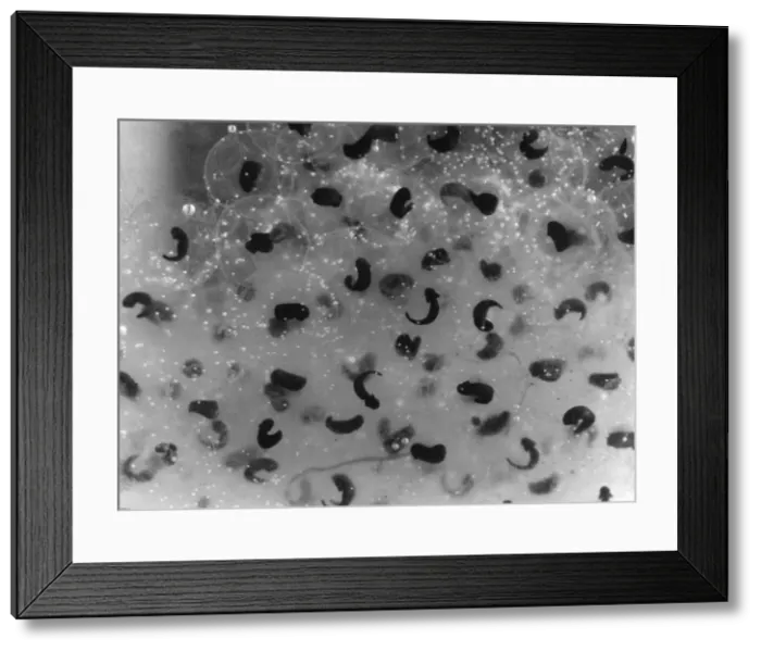 Framed Print : Frog Spawn / Tadpoles Framed Print : Frog Spawn / Tadpoles