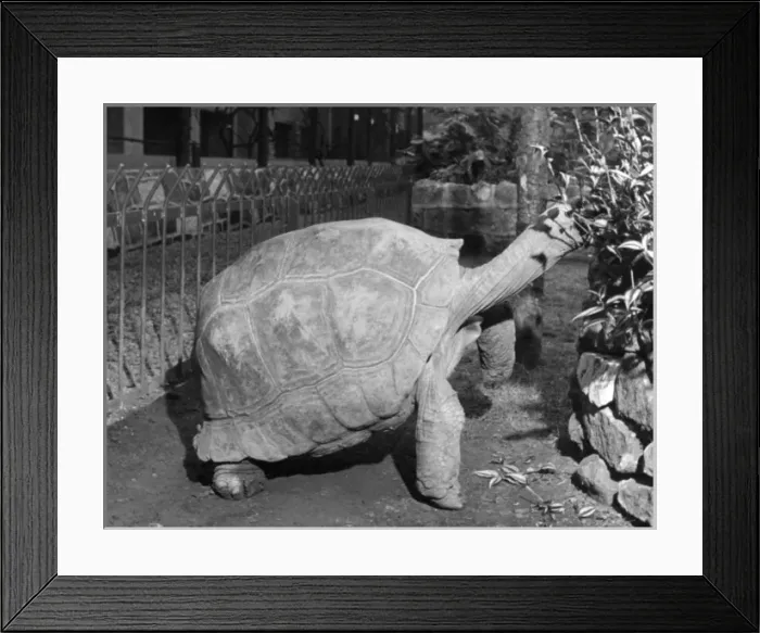 Framed Print : Giant Tortoise Framed Print : Giant Tortoise