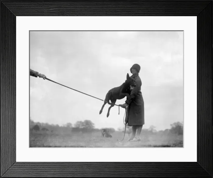 Framed Print : Dog Jumping 1930S Framed Print : Dog Jumping 1930S