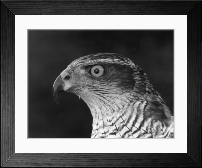 Framed Print : Head of a Goshawk Framed Print : Head of a Goshawk