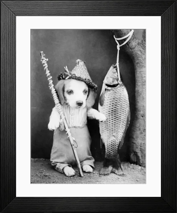 Framed Print : Fishing Dog Framed Print : Fishing Dog