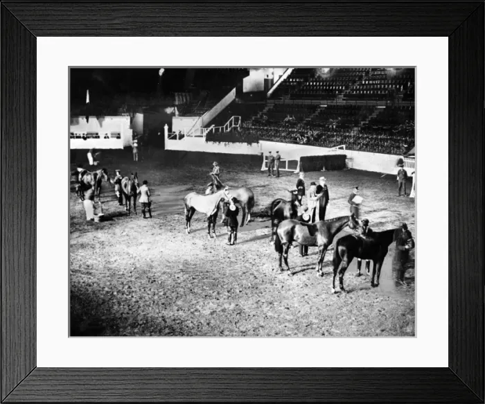 Framed Print : Show Jumping Framed Print : Show Jumping