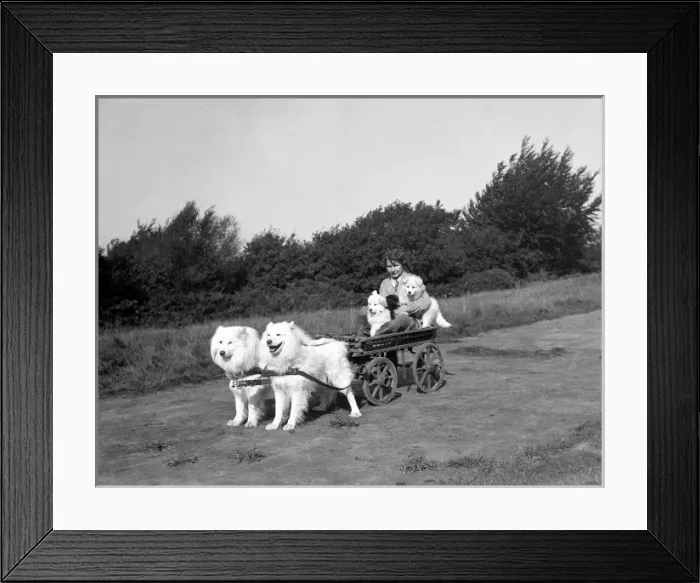 Framed Print : Chows Pulling a Cart Framed Print : Chows Pulling a Cart