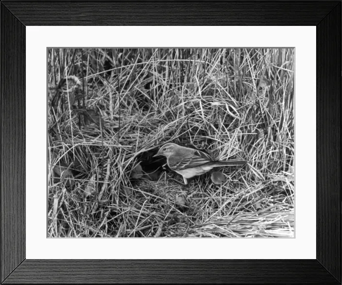Framed Print : European Yellow Wagtail Framed Print : European Yellow Wagtail