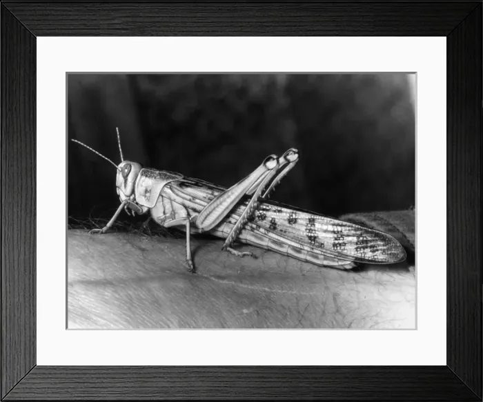 Framed Print : Locust on an Arm Framed Print : Locust on an Arm