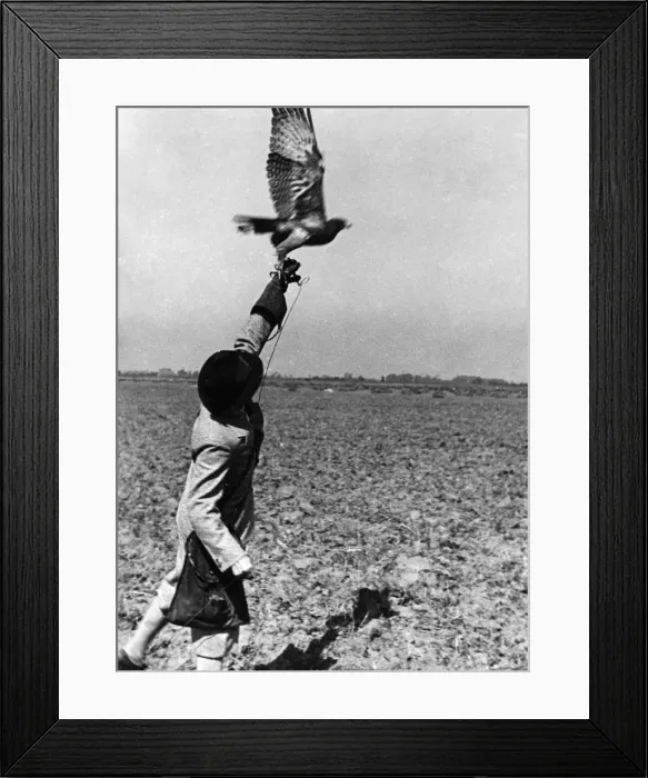 Framed Print : Falconry : the Release Framed Print : Falconry : the Release