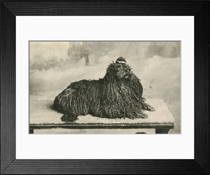 Framed Print : Corded Poodle (Postcard) Framed Print : Corded Poodle (Postcard)