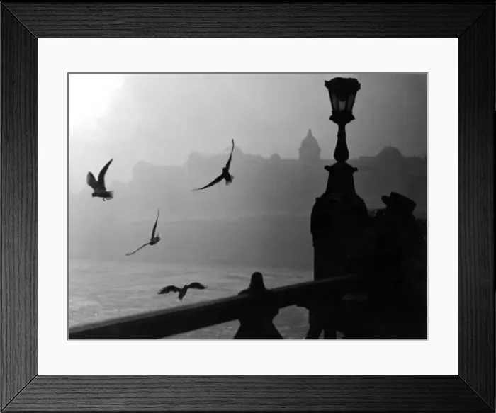 Framed Print : River Danube Gulls Framed Print : River Danube Gulls