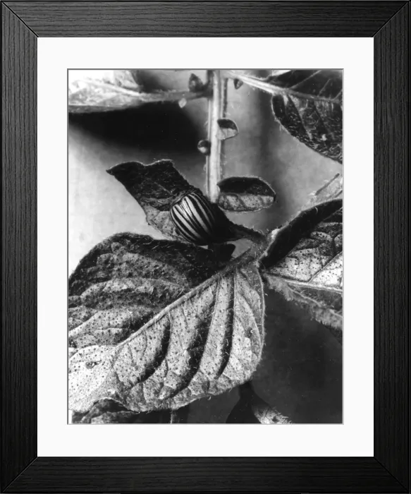 Framed Print : Colorado Beetle Framed Print : Colorado Beetle