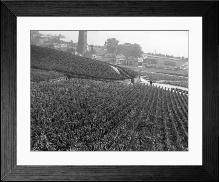 Framed Print : Rudesheim Vineyards Framed Print : Rudesheim Vineyards