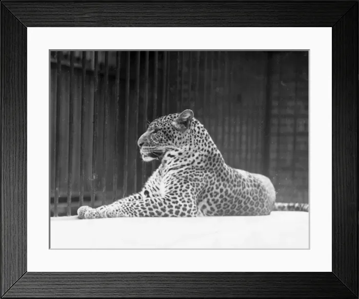 Framed Print : Relaxed Leopard Framed Print : Relaxed Leopard