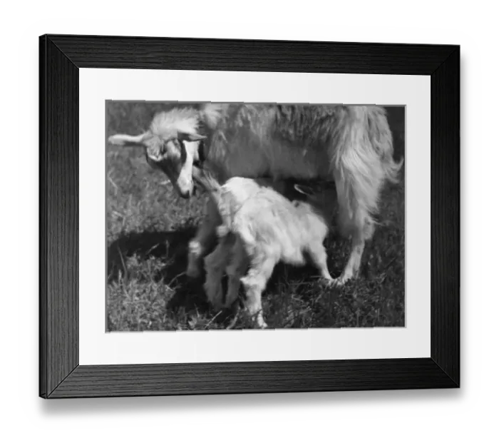 Framed Print : Suckling Goat Framed Print : Suckling Goat