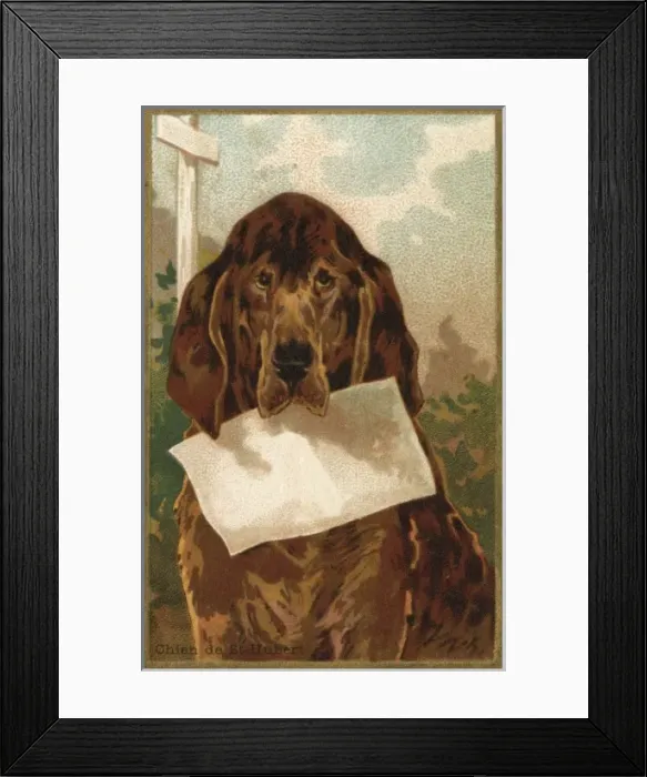 Framed Print : Dog and Blank - 3 Framed Print : Dog and Blank - 3