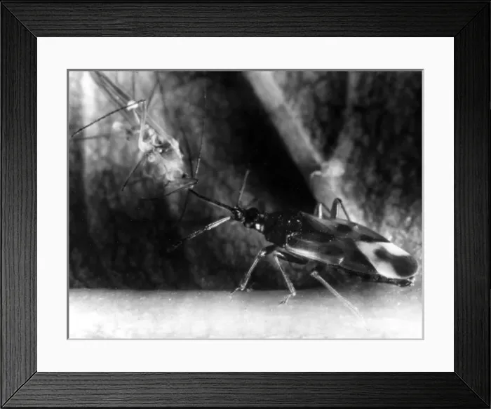 Framed Print : Bug Eats Greenfly Framed Print : Bug Eats Greenfly