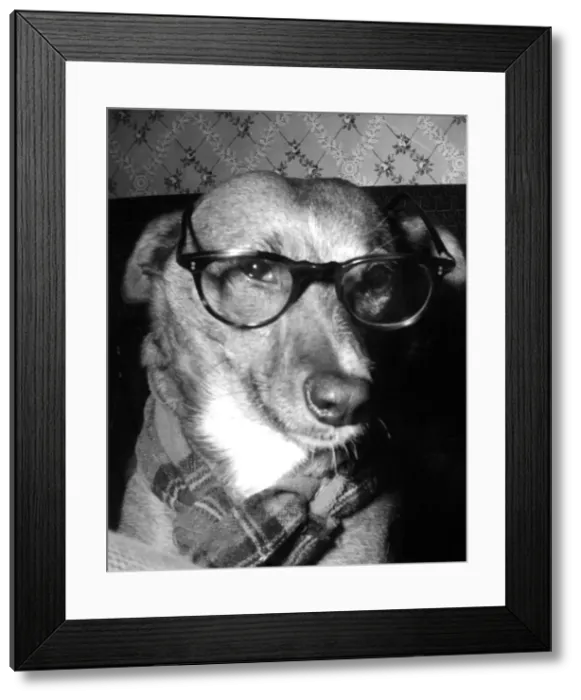 Framed Print : Professor Dog Framed Print : Professor Dog