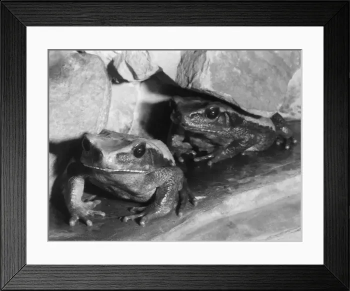 Framed Print : Blombergs Toads Framed Print : Blombergs Toads