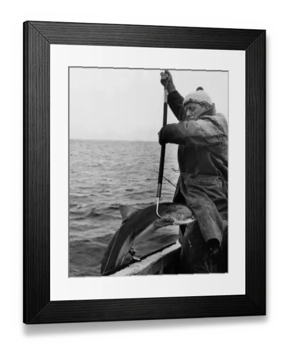 Framed Print : Gaffing a Tope Framed Print : Gaffing a Tope