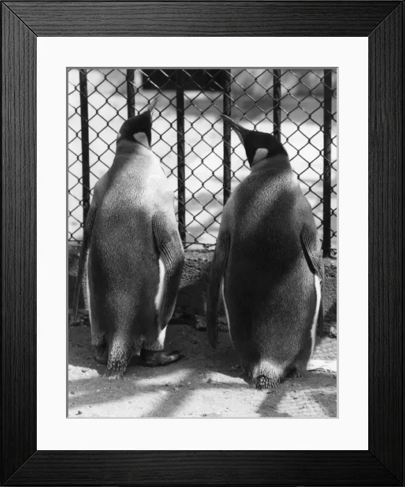 Framed Print : Penguin Pals Framed Print : Penguin Pals