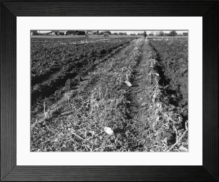 Framed Print : Poor Ploughing Framed Print : Poor Ploughing
