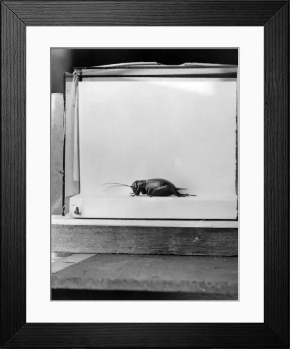 Framed Print : Insect / Field Cricket Framed Print : Insect / Field Cricket