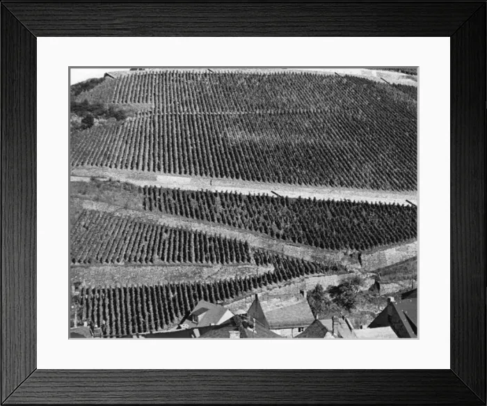 Framed Print : Assmanshausen Vineyards Framed Print : Assmanshausen Vineyards