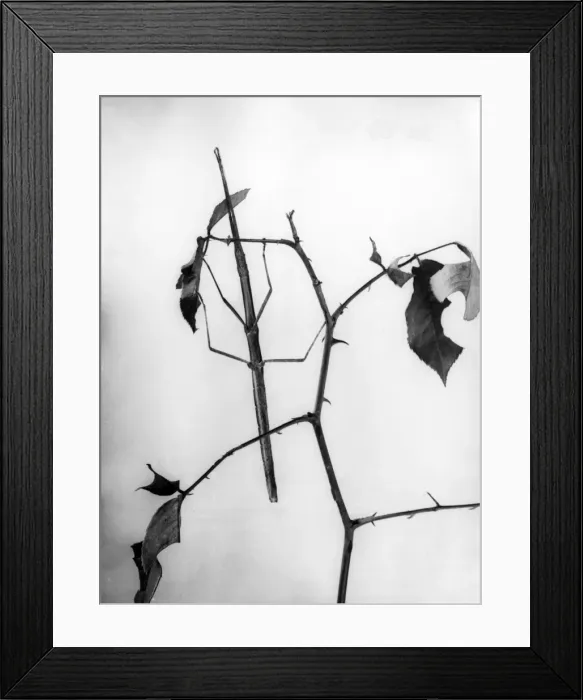 Framed Print : Stick Insect Framed Print : Stick Insect