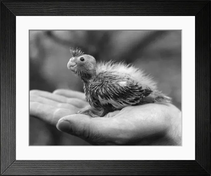 Framed Print : Cockateil Chick Framed Print : Cockateil Chick
