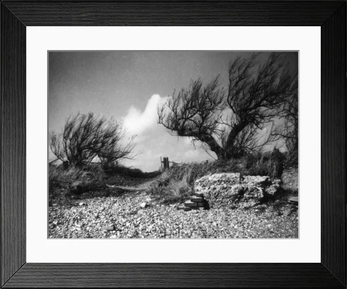 Framed Print : Tamarisk Bushes Framed Print : Tamarisk Bushes