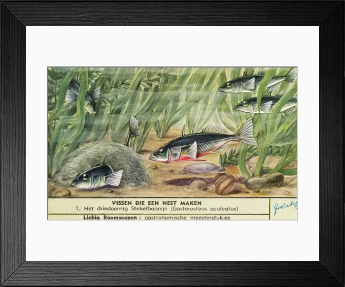 Framed Print : Nest-Making Fish - 1 Framed Print : Nest-Making Fish - 1