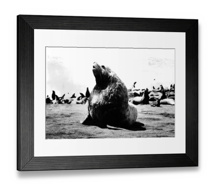 Framed Print : BULLS SEAL Framed Print : BULLS SEAL