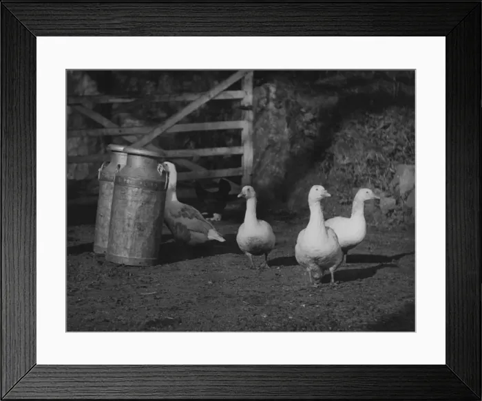 Framed Print : Geese & Milk Churns Framed Print : Geese & Milk Churns