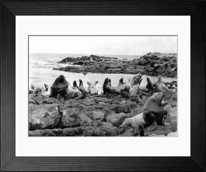 Framed Print : Seal Colony Framed Print : Seal Colony