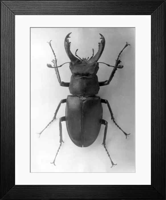 Framed Print : Stag Beetle Framed Print : Stag Beetle