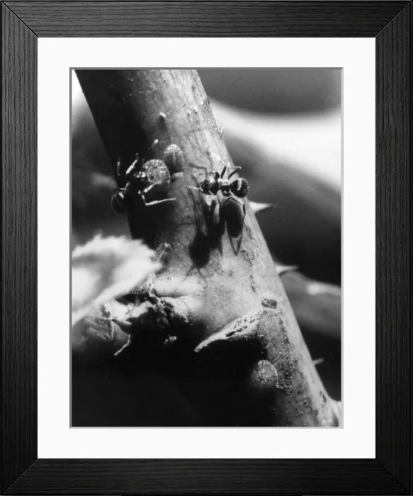 Framed Print : Ants & Rose Scale Insect Framed Print : Ants & Rose Scale Insect