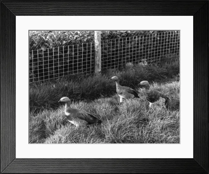 Framed Print : Ashy-Headed Geese Framed Print : Ashy-Headed Geese