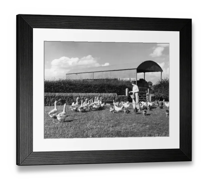 Framed Print : Feeding Geese Framed Print : Feeding Geese