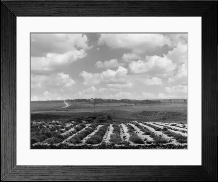 Framed Print : Chalk Soil Ploughing Framed Print : Chalk Soil Ploughing