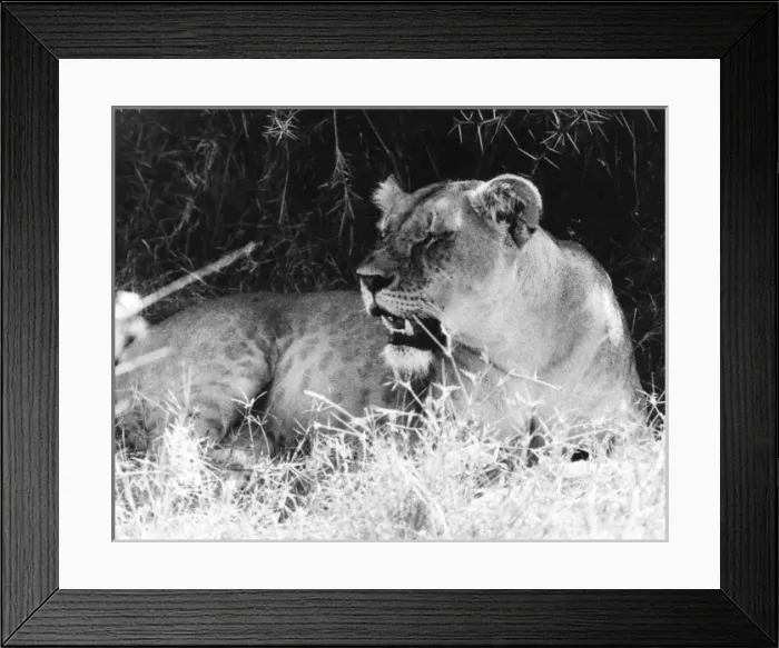 Framed Print : Bored Lioness Framed Print : Bored Lioness