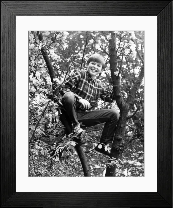 Framed Print : TREE BOY. A little boy up a tree. Date: 1960s Framed Print : TREE BOY. A little boy up a tree. Date: 1960s