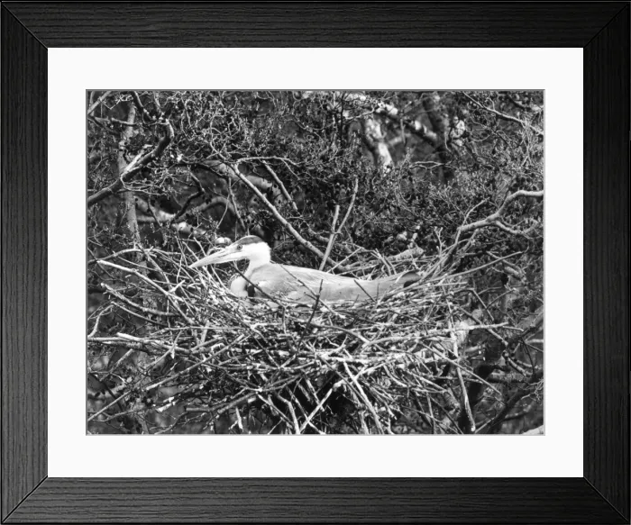 Framed Print : Birds / Heron Framed Print : Birds / Heron