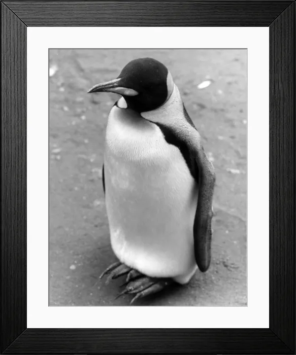 Framed Print : Lonely Penguin Framed Print : Lonely Penguin