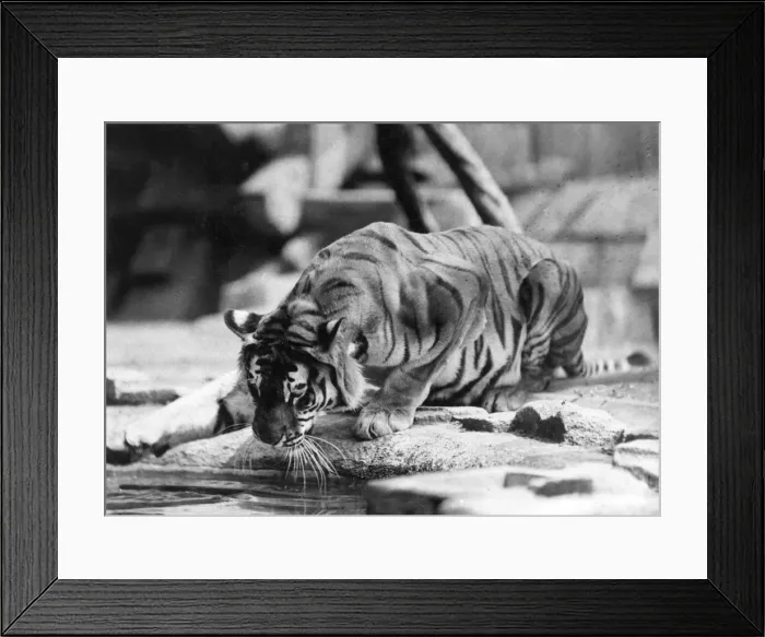 Framed Print : Narcissistic Tiger Framed Print : Narcissistic Tiger