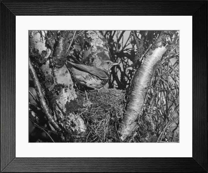 Framed Print : Birds / Fieldfare Framed Print : Birds / Fieldfare