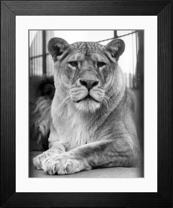 Framed Print : LIONESS. A proud lioness. Date: 1960s Framed Print : LIONESS. A proud lioness. Date: 1960s