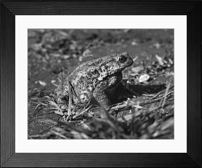 Framed Print : TOAD STUDY Framed Print : TOAD STUDY