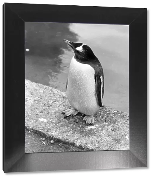 PENGUIN. A penguin standing on the edge of a pool. Date: 1960s