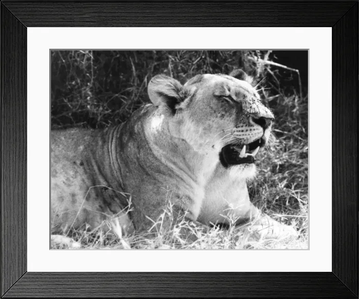 Framed Print : Irritable Lioness Framed Print : Irritable Lioness